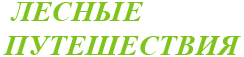Foresttravel Foresttravel