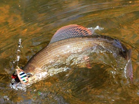 архангельская область. авторские фототуры по архангельской области. рыболовные туры в архангельской области. рыбалка на хариуса. рыболовные туры на хариуса ловля на блесну, фотопутешествия по северу, лето архангельская область. авторские фототуры по архангельской области. рыболовные туры в архангельской области. рыбалка на хариуса. рыболовные туры на хариуса ловля на блесну, фотопутешествия по северу, лето