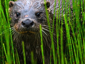 архангельская область. авторские фототуры по архангельской области. рыболовные туры в архангельской области. фотоохота. выдра. уникальные кадры дикой природы севера