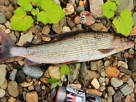 архангельская область. авторские фототуры по архангельской области. рыболовные туры в архангельской области. рыбалка на хариуса. рыбалка на спиннинг, лето архангельская область. авторские фототуры по архангельской области. рыболовные туры в архангельской области. рыбалка на хариуса. рыбалка на спиннинг, лето