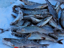 архангельская область. авторские фототуры по архангельской области. рыболовные туры в архангельской области. рыбалка на хариуса зимой. рыболовные туры на хариуса зимние. хорошо клюёт хариус. зима. архангельская область. авторские фототуры по архангельской области. рыболовные туры в архангельской области. рыбалка на хариуса зимой. рыболовные туры на хариуса зимние. хорошо клюёт хариус. зима.