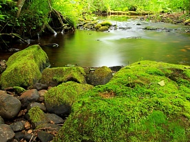 архангельская область. авторские фототуры по архангельской области. рыболовные туры в архангельской области. рыбалка на хариуса. камни на таёжном ручье лето архангельская область. авторские фототуры по архангельской области. рыболовные туры в архангельской области. рыбалка на хариуса. камни на таёжном ручье лето
