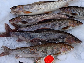 архангельская область. авторские фототуры по архангельской области. рыболовные туры в архангельской области. рыбалка на хариуса. зимняя рыбалка на хариуса архангельская область. авторские фототуры по архангельской области. рыболовные туры в архангельской области. рыбалка на хариуса. зимняя рыбалка на хариуса