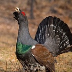 фотосафари на глухаря