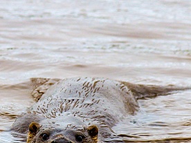 архангельская область. авторские фототуры по архангельской области. рыболовные туры в архангельской области. фотоохота. выдра рыбачит архангельская область. авторские фототуры по архангельской области. рыболовные туры в архангельской области. фотоохота. выдра рыбачит