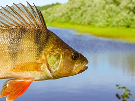 архангельская область. авторские фототуры по архангельской области. рыболовные туры в архангельской области. рыбалка. окушок на спиннинг. окунь на 200 грамм. . лето архангельская область. авторские фототуры по архангельской области. рыболовные туры в архангельской области. рыбалка. окушок на спиннинг. окунь на 200 грамм. . лето